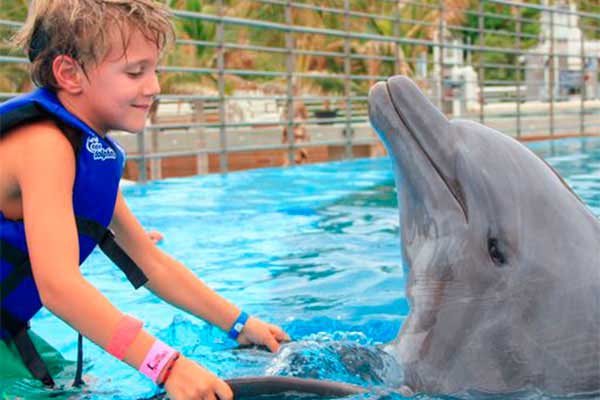 Dolphins